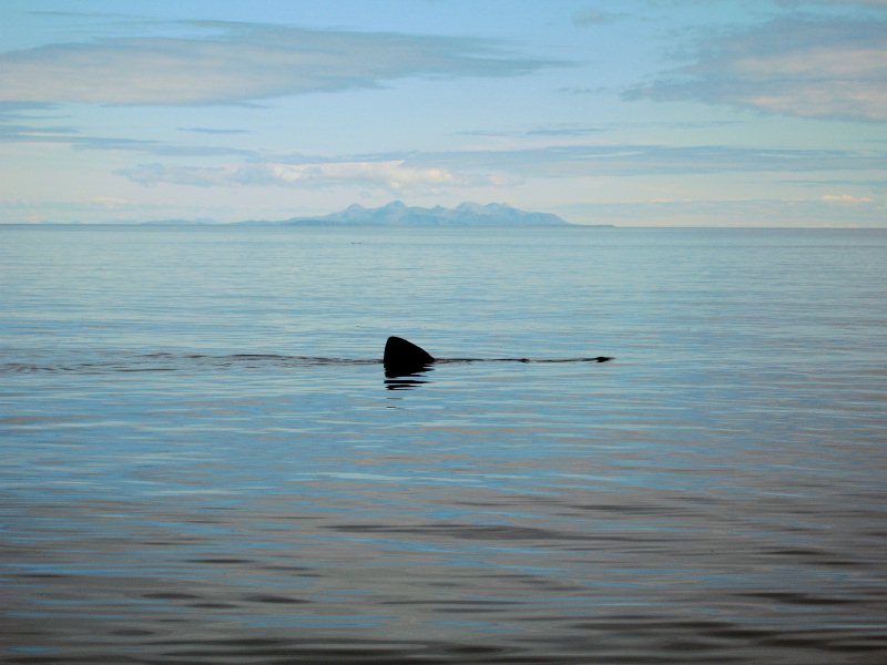 ...dont miss the Basking shark