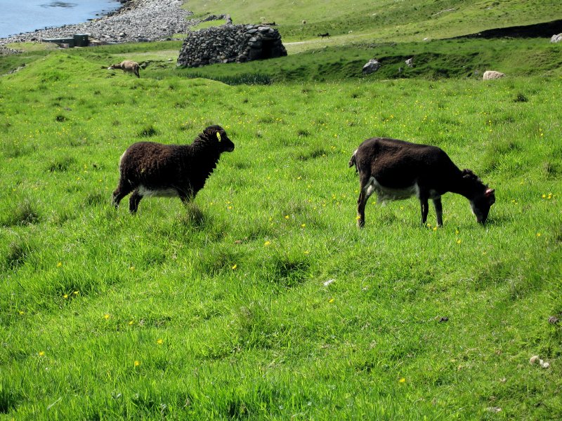 Soay sheep are everywhere...