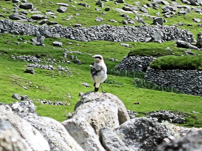 ...even a local Wheatear