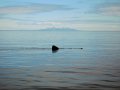 ...dont miss the Basking shark