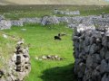 The sheep can get in now