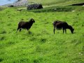 Soay sheep are everywhere...