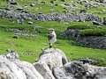 ...even a local Wheatear